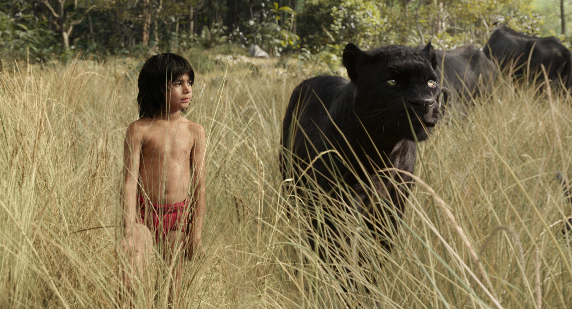 Mowgli (newcomer Neel Sethi) and Bagheera (voice of Ben Kingsley) embark on a captivating journey in “The Jungle Book,” an all-new live-action epic adventure about Mowgli, a man-cub raised in the jungle by a family of wolves, who is forced to abandon the only home he’s ever known. In theaters April 15, 2016. ©2015 Disney Enterprises, Inc. All Rights Reserved.